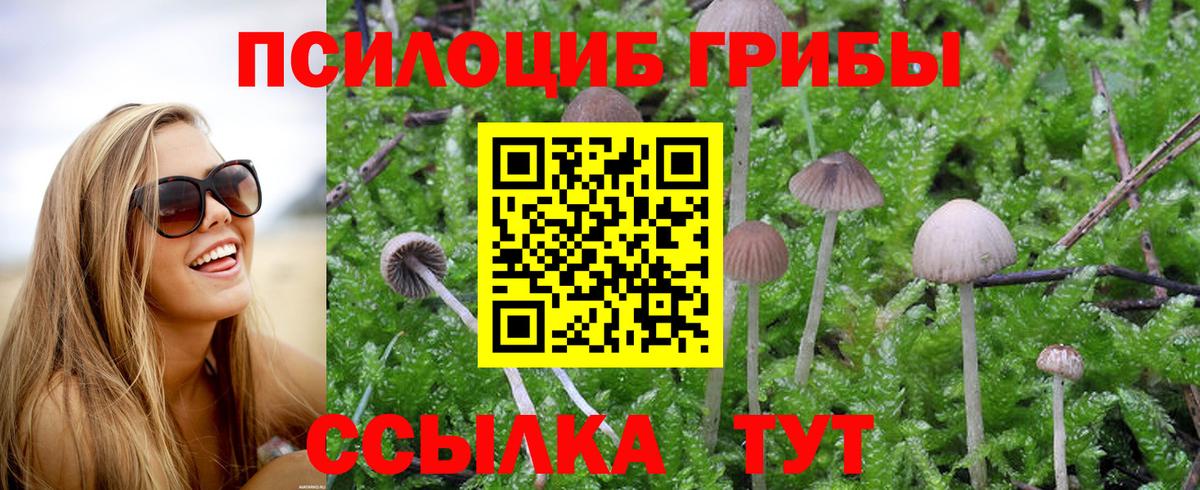 Галлюциногенные грибы Psilocybine cubensis Полысаево